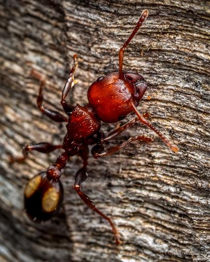 A spotted muscleman tree ant, Podomyrma adelaidae, on a dead eucalyptus stump.