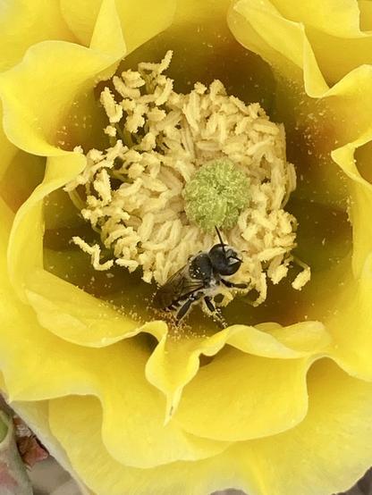 yellow flower petals , yellow stamens and anthers, with a greenish yellow  pistil in the center, with a black and pale cactus bee ( Diadasia rinconis for a guess) resting on the anthers
