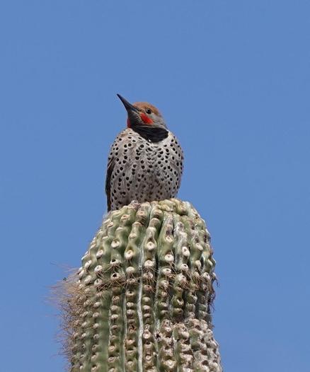 Sitting at the top of a saghuaro cactus, a Gilded flicker: a large woodpecker  with a spotted chest, black bib, bright read cheeks and a brown head
