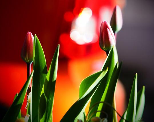 Red tulips against a red background in the morning light.