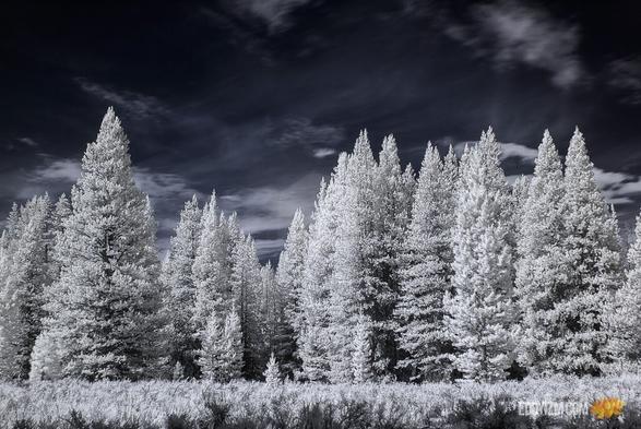 "Death ends a life, not a relationship."
~ Mitch Albom
#mammoth #california
#SONY DSLR-A100
ƒ/8 10s 28mm ISO100
#infrared #hoyaR72 #sonyalpha #a100 #photography  #california #nature #natura #outdoors #gooutside #quote #death #infraredphotography #channelswap