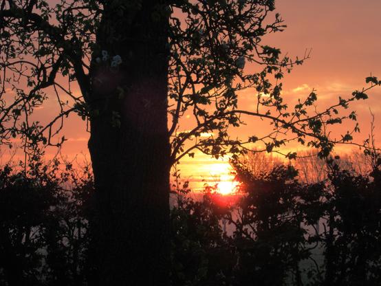 Die Sonne geht hinter einem alten Birnbaum auf, von dem die Silhouette zu sehen ist. Bodennebel hinter einer Hecke.