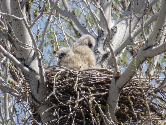 Two very young great horned owls, their feathers still a fluffy white down and their faces a deep black with bright yellow eyes, rest in a nest made of sticks high up in a bare tree. They are facing in opposite directions, the one on the left looking out over the field, while the one on the right is looking down at something below the tree.