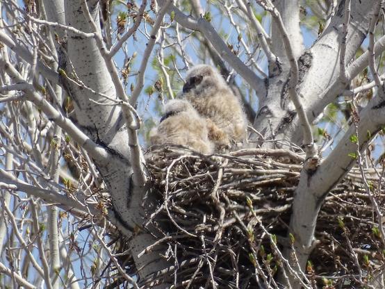 Two very young great horned owls, their feathers still a fluffy white down and their faces a deep black with bright yellow eyes, rest in a nest made of sticks high up in a bare tree. They are both turned facing to the left of the image, as they watch another photographer moving through the field.