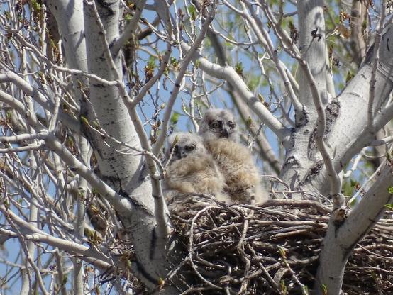 Two very young great horned owls, their feathers still a fluffy white down and their faces a deep black with bright yellow eyes, rest in a nest made of sticks high up in a bare tree. They are both turned almost facing the camera as they watch a car drive by behind the parked truck the photographer is hiding in.