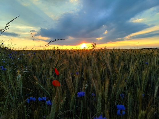 Feld mit Sonnenuntergang und Kornblumen/Mohn