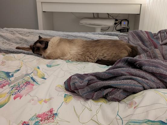 Chat allongé sur un lit. Il est tellement étiré qu’il occupe une bonne partie de la largeur.
