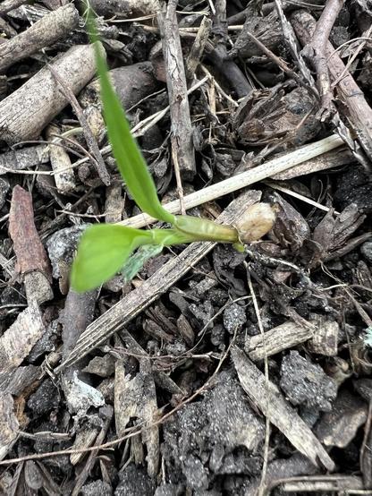 Ein Weizenkorn hängt am Mulch oberirdisch, die Wurzel liegen zum Teil offen, ein paar führen in den Boden. Das Korn keimt grün. Drumherum Mulch
