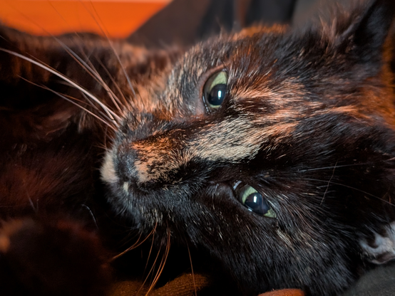 Picture of the head of a tortoiseshell cat that's lying on a bed, and is looking a bit sleepy.