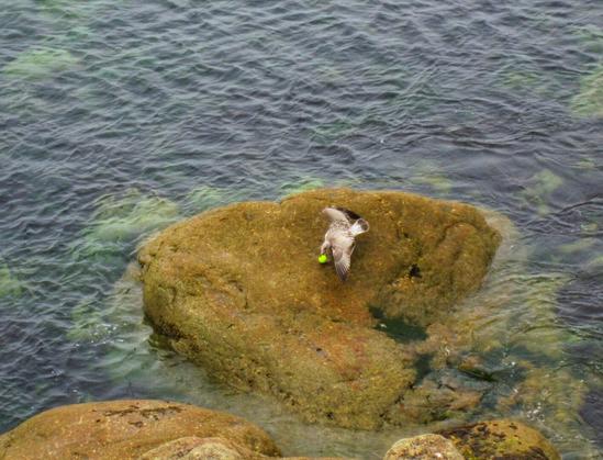 A high-angle, medium shot captures a gull interacting with a bright yellow tennis ball on a large, algae-covered rock surrounded by clear, rippling water. The gull is positioned centrally on the rock, appearing to nudge or play with the ball using its beak. Its wings are partially outstretched, revealing white and grey feathers. The rock itself is a mottled brown and green, showing signs of marine vegetation. The surrounding water is clear enough to see submerged rocks and algae beneath the surface. The overall lighting suggests it is daytime, with natural light illuminating the scene. The composition focuses on the interaction between the gull and the tennis ball within the natural environment.