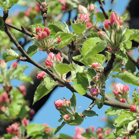 Zahlreiche rosa Blütenknospen sitzen in kleinen Büscheln an den Zweigen eines Baumes. Die Knospen sind noch geschlossen oder nur leicht geöffnet. Zwischen den Knospen befinden sich frische, hellgrüne Blätter mit gezacktem Rand und leicht behaarter Oberfläche. Die Äste sind dunkel und bilden einen Kontrast zum Blau des Himmels im Hintergrund.