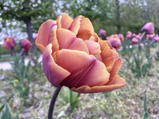 Fleur de tulipe épanouie, aux pétales bicolores abricot et violine.