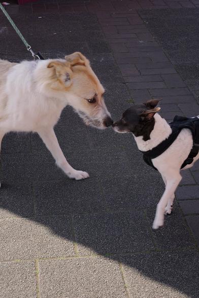 Zwei Hunde treffen sich auf einem Gehweg und beschnuppern sich an den Nasen. Einer ist ein größerer, flauschiger weißer Hund mit hellbraunen Abzeichen, und der andere ist ein kleinerer schwarz-weißer Hund mit einem Geschirr. Beide sind an der Leine.