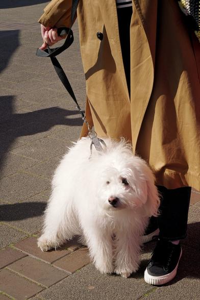 Ein flauschiger weißer Hund steht auf einem Gehweg neben einer Person, die einen langen braunen Mantel und schwarze Turnschuhe trägt. Die Person hält die Leine des Hundes.