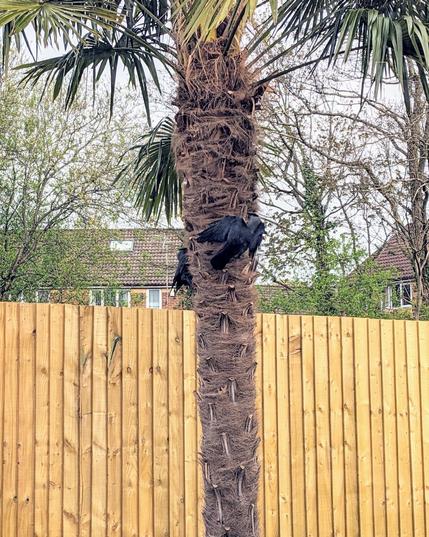 Two jackdaws clinging to the trunk of a palm tree