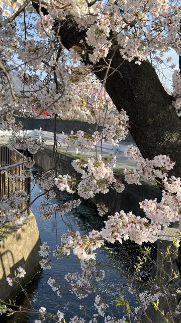 Cherry blossoms over stream at golden hour