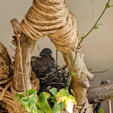 Nahaufnahme von unten von der Ringeltaube auf ihrem Nest im Katzenklettergarten.