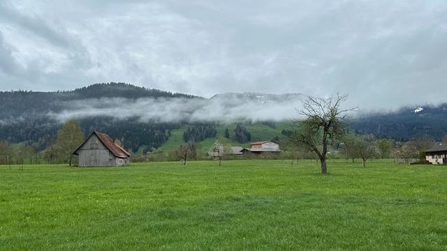 Mist or low clouds in front of a low forested mountain (a hill really). The foreground is green pasture with a few lone trees and some farm buildings. The sky is completely overcast.