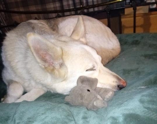 White German Shepherd asleep on a green duvet with a small grey plushie elephant