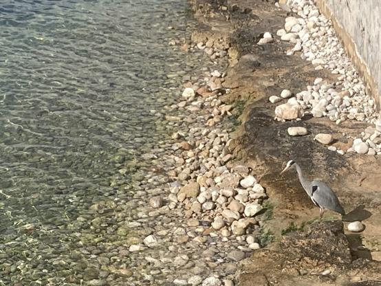 A Fishing Heron in Javea/Xabia