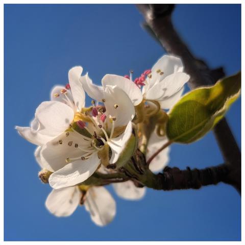 A close-up, low-angle shot showcases a cluster of delicate white pear blossoms against a vibrant, clear blue sky. The blossoms are in various stages of bloom, some fully open with pristine white petals, while others are still budding with hints of green. The petals are slightly ruffled and have subtle veining. The centre of each open flower reveals numerous slender white filaments topped with yellow anthers, and a few have reddish-pink pistils.
A few young, light green leaves with visible veins are emerging from the same branch, providing a contrast to the white flowers. The branch itself is a textured brown, showing its bark. The lighting is bright and natural, highlighting the translucency of the petals and the details of the flower's reproductive structures. The focus is sharp on the blossoms, with the blue sky providing a clean and uncluttered backdrop. The overall impression is one of springtime freshness and delicate beauty.