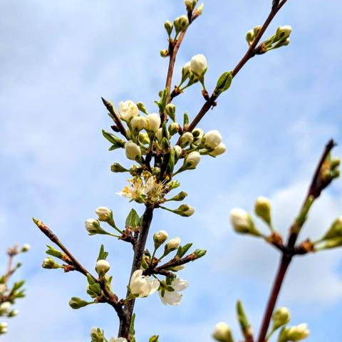 A medium, low-angle shot captures several slender branches of a flowering Mirabelle plum tree against a partly cloudy, light blue sky. The branches are dark brown and covered in numerous clusters of small, white flower buds. Some of the buds have just begun to open, revealing delicate white petals and yellow stamens within. Tiny, fresh green leaves are also emerging along the branches. The blossoms and buds are densely packed, suggesting a profuse bloom. The sky in the background features wispy white clouds, providing a soft contrast to the dark branches and white flowers. The lighting appears to be natural daylight, casting subtle shadows on the blossoms and branches. The overall impression is one of early spring and new growth.