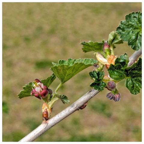 A close-up shot focuses on a slender, light brown stem of a plant, likely a currant or gooseberry bush, against a blurred background of muted green and brown tones. Along the stem, there are several clusters of developing flowers and young leaves.
On the left side of the stem, a few open flowers are visible. They have small, reddish-purple petals surrounding a pale green and white centre with prominent white stamens tipped with yellow anthers. These flowers are nestled amongst small, crinkled, light green leaves with serrated edges.
Further along the stem, towards the right, are clusters of tightly closed flower buds. These buds are a mix of reddish-brown and pale green, indicating they are yet to open. More of the characteristic crinkled, light green leaves are also present, growing directly from the stem and at the base of the flower clusters.
