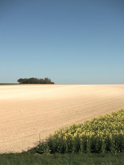 A landscape featuring a recently tilled, light-colored field under a clear blue sky. A patch of vibrant yellow flowers lines the lower right edge of the field. In the distance, a small group of trees stands on the horizon. The foreground also includes a strip of green grass.