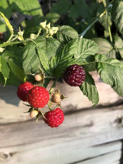 A ripening cluster of blackberries on the bush, leaning on an aged wooden fence
