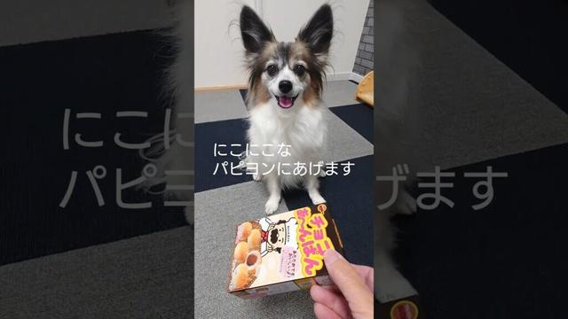 お菓子の空箱っておもちゃになるよね！ #犬のおやつ #犬のいる生活 #パピヨン