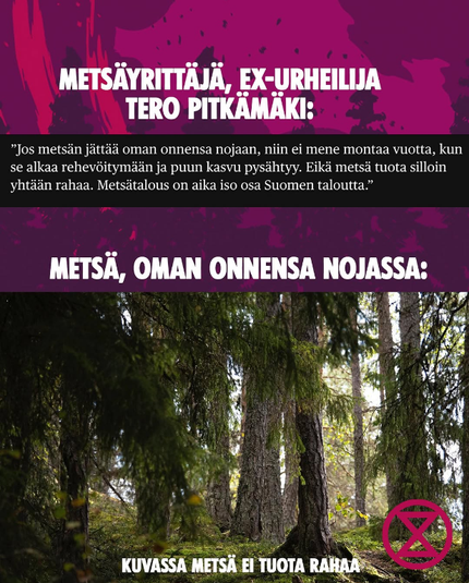 Metsäyrittäjä, ex-urheilija Tero Pitkämäki: "Jos metsän jättää oman onnensa nojaan, niin ei mene montaa vuotta, kun se alkaa rehevöitymään ja puun kasvu pysähtyy. EIkä metsä tuota silloin yhtään rahaa. Metsätalous on aika iso osa Suomen taloutta". Metsä, oman onnensa nojassa: kuvassa vanhaa havupuumetsää. Kuvateksti: kuvassa metsä ei tuota rahaa.