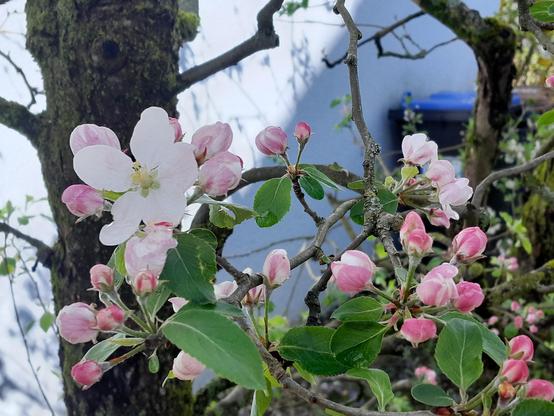 Apfelbaum mit Blüten teils weiß und geöffnet Teil noch rosa Knospen, dazu einige junge Blätter.