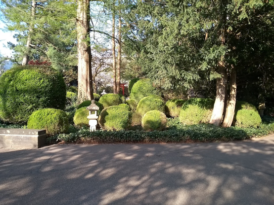 Blick auf den Japangarten im Stadtgarten Karlsruhe, im Vordergrund, zwischen akkurat kugelformig gestutzten Hecken ein kleiner pagodenförmiger Schrein aus Stein.