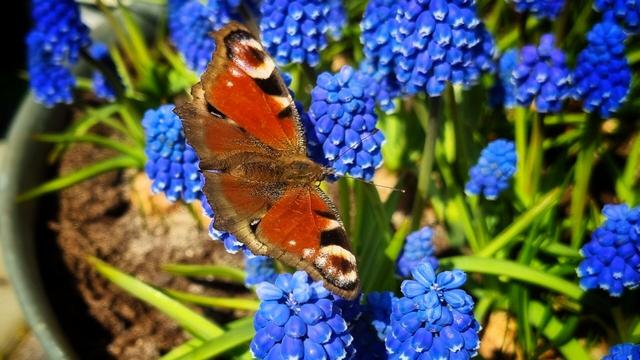 A butterfly sits sunning it's wings whilst resting on blue flowers