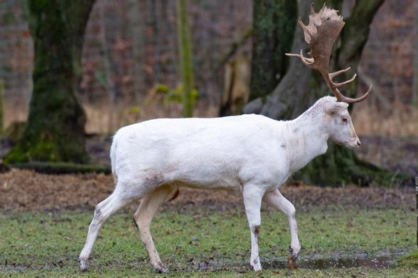 Zu sehen ist der weiße Hirsch im Schaugatter.