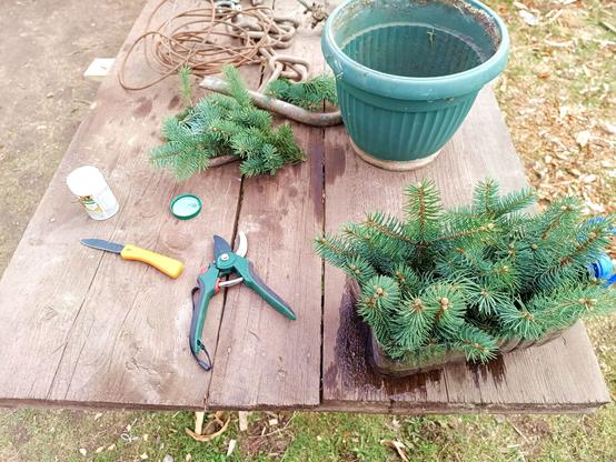 An old wooden table. On it are a big green flowerpot, some spruce twigs, some tools, a small plastic can with the lid open and a large water bottle cut open sideways with drain holes stabbed in the bottom. It contains wet potting soil and densely staked spruce twigs.

The twigs have very sharp needles and come from a tree with blue tips and tall and narrow cones.
