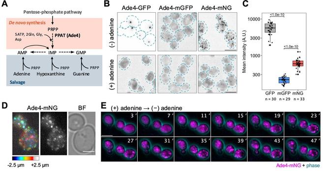 The yeast PPAT Ade4 concentrates in fine particles. (A) Schematic of purine de novo and salvage pathways. (B) Fluorescent images of cells expressing Ade4 tagged C-terminally with the indicated green fluorescent protein. The intensity of GFP is represented by an inverted grayscale. Dotted lines indicate the cell outline. (C) Quantification of the mean fluorescence intensity of Ade4 condensates observed in cells as shown in (B). Data are represented by box and dot plots. Cross marks indicate the population mean. P-values vs. mGFP are shown (Steel’s multiple comparison test). (D) A higher resolution image of Ade4-mNG particles. Z-positions are represented by a color code (left). A grayscale image of particles (middle) and a bright field image of cells (right) are also shown. (E) Time-lapse imaging of the assembly of Ade4-mNG particles by adenine depletion.