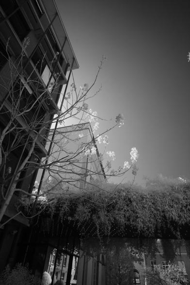 Black and white, infrared photography: Flowers backlit by the sun against a dark sky, framed by building structures