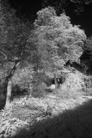 Black and white, infrared photography: A sun beam lights a tree and bushes before a black sky