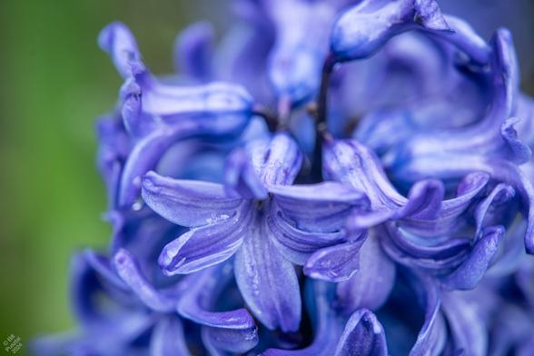 Hyacinth 'Springfield', V.o.f. Orientalis 2008. Against a blurry BG of leaves, a closeup of a blue hyacinth flower. Several florets at visible, petals of cerulean with darker midrib shading toward indigo. Rain clings to them.
