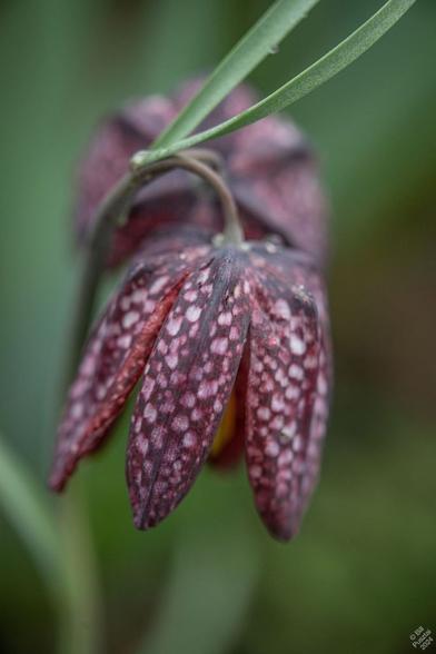 Fritillaria meleagris. Two flowers on the same stalk. Drooping petals, deep maroon-purple with white checkers on them. Raindrops.
