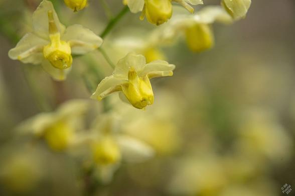 Epimedium × versicolor 'Sulphureum', bishop's mitre or barrenwort. Several flowers in focus and many more in the background. Each has for sheltering light yellow sepals opened in a cross, and under them, four reflecex petals protecting the stamens and pistil.