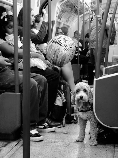 In an underground carriage, a dog looks into the lens of the camera at its height. A child sitting on an adult's lap holds a balloon with the words "Happy Birthday" written on it.