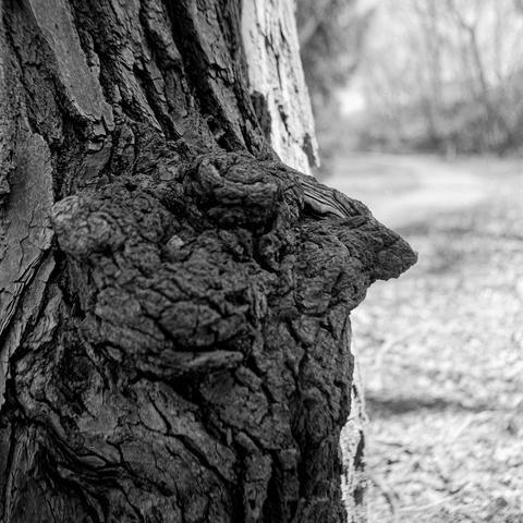 Closeup of a tree trunk resembling a bird' profile.