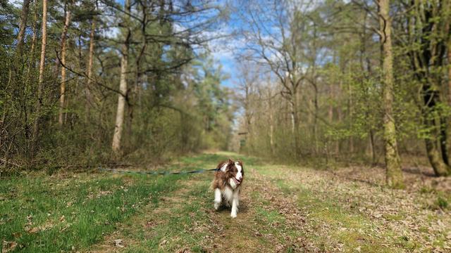 Bordercollie im sonnigen Wald