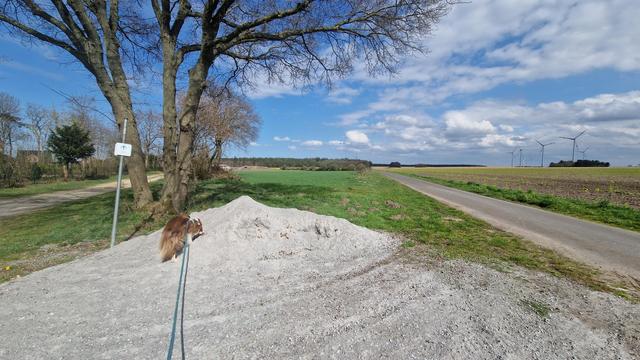 Hund am sonnigen Feld mit Kieshaufen