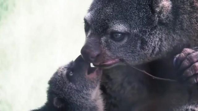 The Talaud Bear Cuscus is a critically endangered #marsupial 🐻🌿 from #Salibabu island #Indonesia 🇮🇩 rapidly vanishing from #palmoil #deforestation. Fight back and #Boycottpalmoil #Boycott4Wildlife for their survival 🌴🔥🚫https://palmoildetectives.com/2021/01/26/talaud-bear-cuscus/?utm_source=mastodon&utm_medium=Palm+Oil+Detectives&utm_campaign=publer @palmoildetect