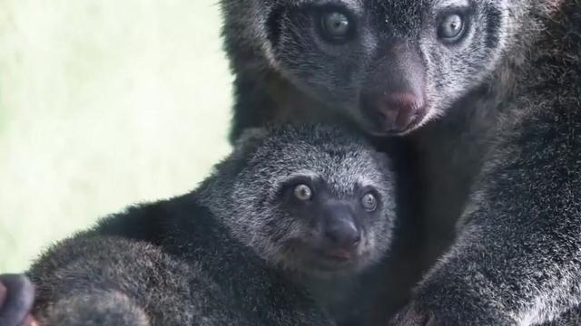 The Talaud Bear Cuscus is a critically endangered #marsupial 🐻🌿 from #Salibabu island #Indonesia 🇮🇩 rapidly vanishing from #palmoil #deforestation. Fight back and #Boycottpalmoil #Boycott4Wildlife for their survival 🌴🔥🚫https://palmoildetectives.com/2021/01/26/talaud-bear-cuscus/?utm_source=mastodon&utm_medium=Palm+Oil+Detectives&utm_campaign=publer @palmoildetect