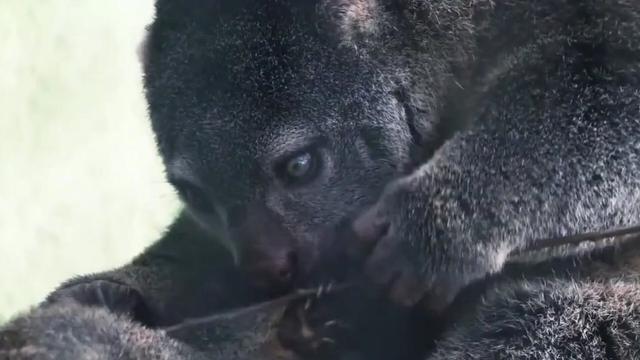 The Talaud Bear Cuscus is a critically endangered #marsupial 🐻🌿 from #Salibabu island #Indonesia 🇮🇩 rapidly vanishing from #palmoil #deforestation. Fight back and #Boycottpalmoil #Boycott4Wildlife for their survival 🌴🔥🚫https://palmoildetectives.com/2021/01/26/talaud-bear-cuscus/?utm_source=mastodon&utm_medium=Palm+Oil+Detectives&utm_campaign=publer @palmoildetect