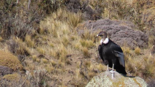 Der Condor ruht sich aus... die Sonne ist schön warm. Muß man ausnutzen 😀